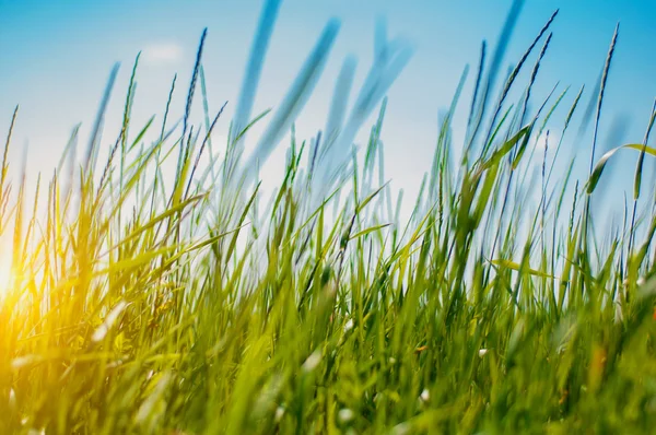 Taze yeşil çimenler