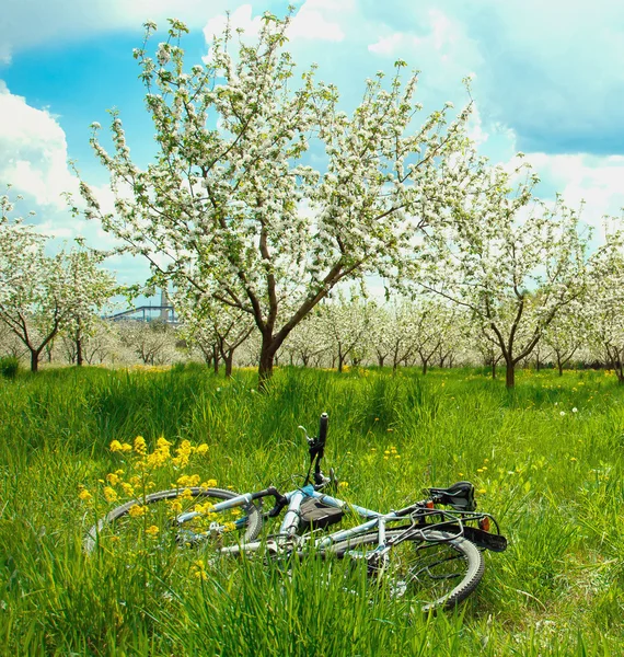 elma ağaçlarının çiçek açması