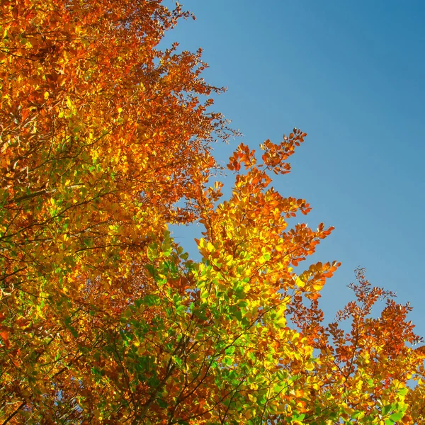 Hojas de otoño colorido — Foto de Stock