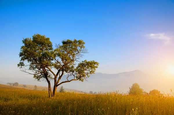 Sabah erken ağacında
