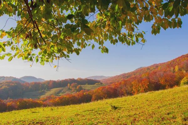 Green Beautiful leaves — Stock Photo, Image