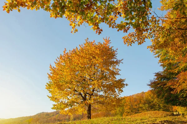Красивое жёлтое дерево — стоковое фото