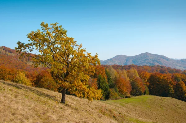 Yellow Beautiful Tree — Stock Photo, Image