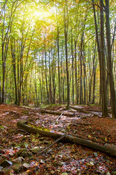 Matahari terbenam di hutan musim gugur — Stok Foto