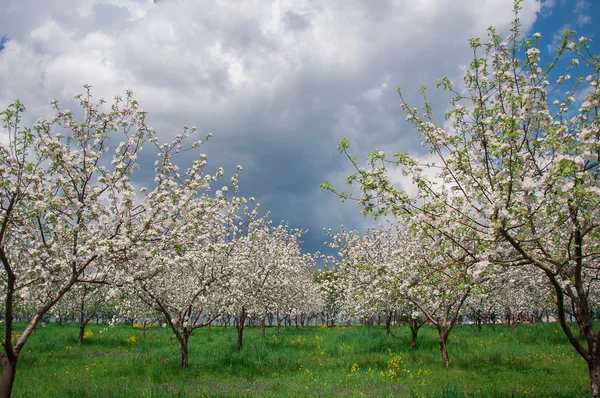 Blossoming Apple Trees — Stock Photo, Image