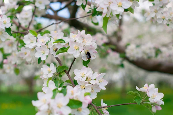 Bloeiende appelbomen Stockfoto