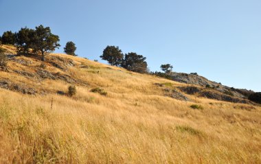 Sarı çayır ve mavi gökyüzü