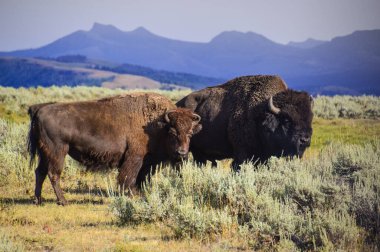 Bueffel auf einer Wiese in Yellowstone Ulusal Parkı