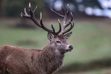 A red deer stag patrols the park looking for does to mate with during the annual autumn deer rut at Bradgate Park, Newtown near Leicester, United Kingdom, 8th October 2025 