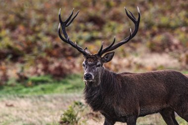 A red deer stag patrols the park looking for does to mate with during the annual autumn deer rut at Bradgate Park, Newtown near Leicester, United Kingdom, 8th October 2025 