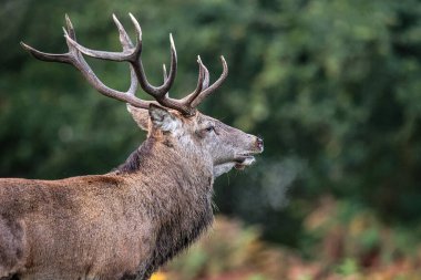A red deer stag patrols the park looking for does to mate with during the annual autumn deer rut at Bradgate Park, Newtown near Leicester, United Kingdom, 8th October 2025 