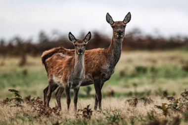 A red deer doe during the annual autumn deer rut at Bradgate Park, Newtown near Leicester, United Kingdom, 8th October 2025 