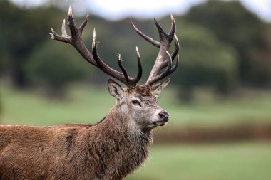 A red deer stag patrols the park looking for does to mate with during the annual autumn deer rut at Bradgate Park, Newtown near Leicester, United Kingdom, 8th October 2025  