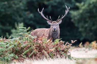 A red deer stag patrols the park looking for does to mate with during the annual autumn deer rut at Bradgate Park, Newtown near Leicester, United Kingdom, 8th October 2025 