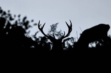 A red deer stag patrols the park looking for does to mate with during the annual autumn deer rut at Bradgate Park, Newtown near Leicester, United Kingdom, 8th October 2025 