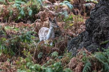 A fallow deer during the annual autumn deer rut at Bradgate Park, Newtown near Leicester, United Kingdom, 8th October 2025 