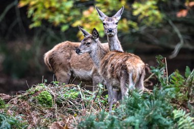 A red deer doe during the annual autumn deer rut at Bradgate Park, Newtown near Leicester, United Kingdom, 8th October 2025 