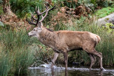 A red deer stag patrols the park looking for does to mate with during the annual autumn deer rut at Bradgate Park, Newtown near Leicester, United Kingdom, 8th October 2025 