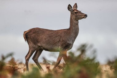 A red deer doe during the annual autumn deer rut at Bradgate Park, Newtown near Leicester, United Kingdom, 8th October 2025 