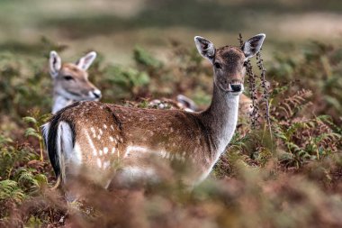 A fallow deer during the annual autumn deer rut at Bradgate Park, Newtown near Leicester, United Kingdom, 8th October 2025 