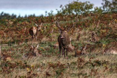 A red deer stag patrols the park looking for does to mate with during the annual autumn deer rut at Bradgate Park, Newtown near Leicester, United Kingdom, 8th October 2025 