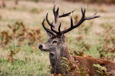 A red deer stag patrols the park looking for does to mate with during the annual autumn deer rut at Bradgate Park, Newtown near Leicester, United Kingdom, 8th October 2025 