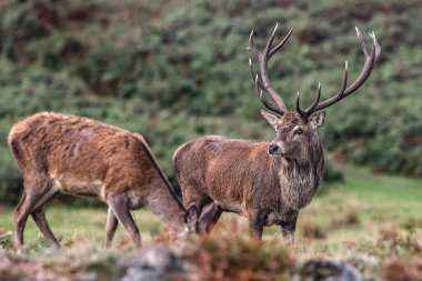 A red deer stag patrols the park looking for does to mate with during the annual autumn deer rut at Bradgate Park, Newtown near Leicester, United Kingdom, 8th October 2025 
