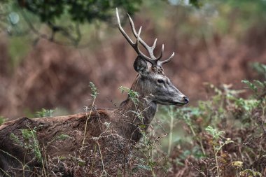 A red deer stag patrols the park looking for does to mate with during the annual autumn deer rut at Bradgate Park, Newtown near Leicester, United Kingdom, 8th October 2025 
