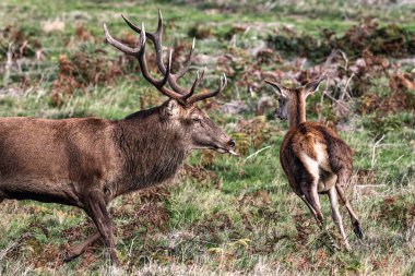 A red deer stag patrols the park looking for does to mate with during the annual autumn deer rut at Bradgate Park, Newtown near Leicester, United Kingdom, 8th October 2025 