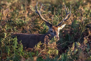 A red deer stag during the annual autumn deer rut at Bradgate Park, Newtown near Leicester, United Kingdom, 9th October 2025 