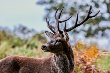 A red deer stag during the annual autumn deer rut at Bradgate Park, Newtown near Leicester, United Kingdom, 9th October 2025 