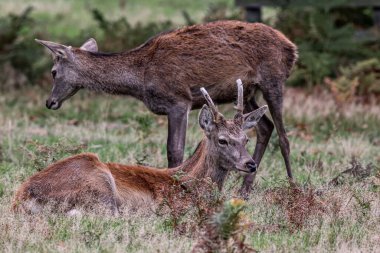 Red deer doe during the annual autumn deer rut at Bradgate Park, Newtown near Leicester, United Kingdom, 9th October 2025 