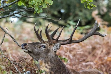 A red deer stag during the annual autumn deer rut at Bradgate Park, Newtown near Leicester, United Kingdom, 9th October 2025 