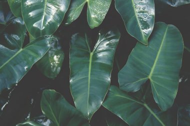 Burle Marx Philodendron Bitkisinin yemyeşil tropikal yaprakları Koyu Ton Doğal Yeşil Desen Arkaplanı
