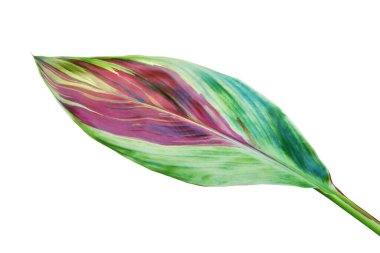 Renkli Cordyline fruticosa (L.) A. Chev., İyi Şanslar Bitkisi Beyaz Arkaplanda İzole Edildi