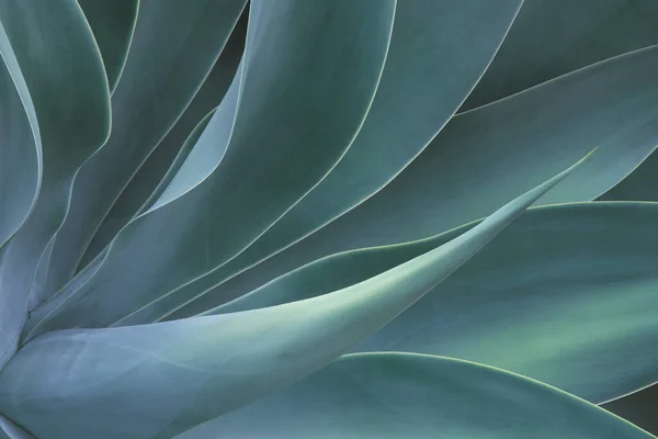 Closeup of Fox Tail Agave Plant in Blue Tone Color Natural Pattern Background