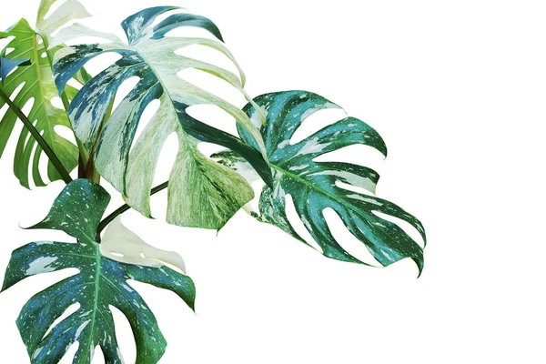 형태의 몽테라 Split Leaf Philodendron Plant Isolated White Background Clipping — 스톡 사진