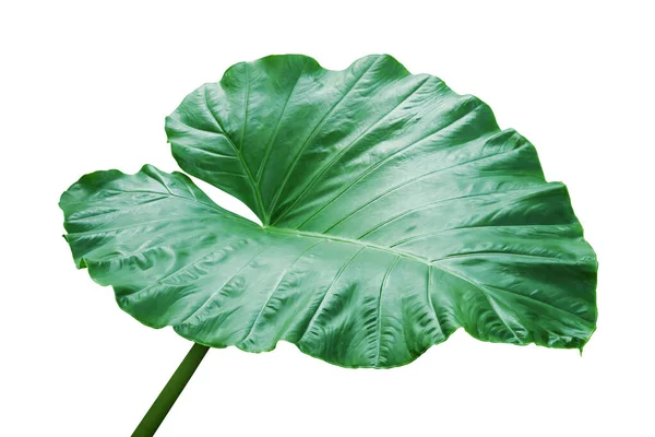 白背景下分离的象耳植物绿叶 — 图库照片