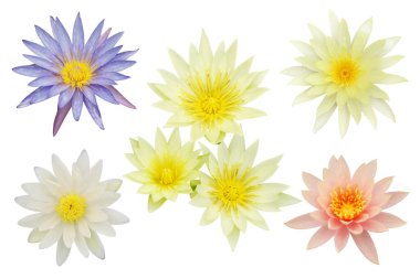 Nilüfer ve Nilüfer Çiçekleri Beyaz Arkaplanda İzole Edildi