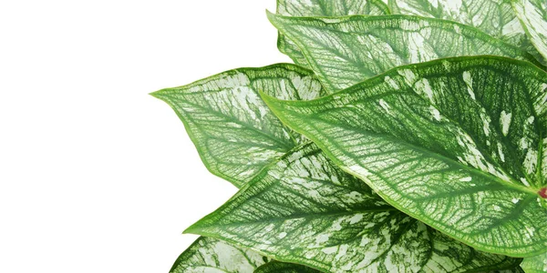 Zöld Levelek Caladium Plant Izolált Fehér Háttér — Stock Fotó