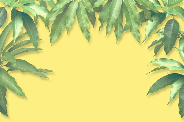Fresh Mango Green Leaves Retro Filter Effect Yellow Background — Stock Photo, Image