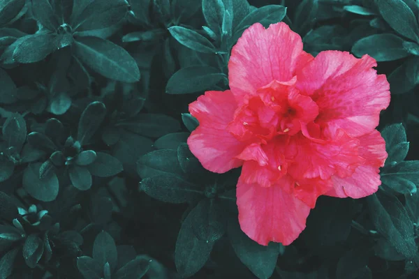 Blommande Rosa Azalea Blomma Med Gröna Blad Bakgrund Vintage Mörk — Stockfoto