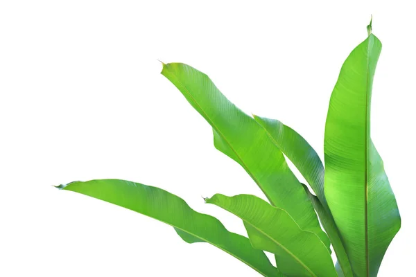 Verse Groene Bladeren Van Heliconia Plant Geïsoleerd Witte Achtergrond — Stockfoto