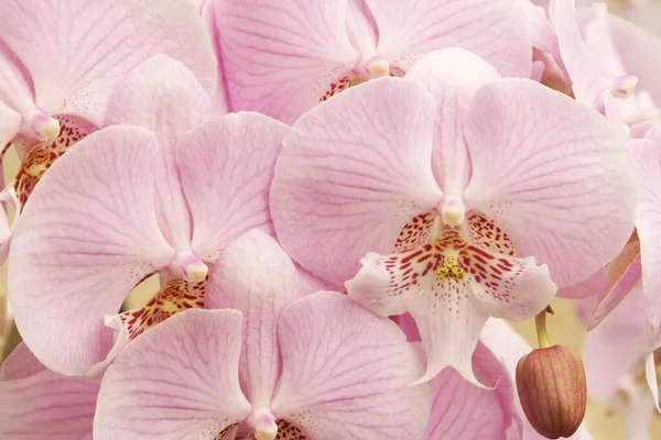 Closeup Flores Rosa Florescendo Orquídea Phalaenopsis — Fotografia de Stock