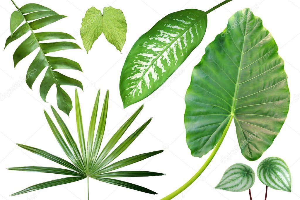 Collection of Exotic Tropical Green Leaves Isolated on White Background with Clipping Path