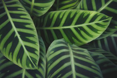 Calathea Zebrina 'nın yemyeşil yaprakları, Zebra Bitkisi Doğal Arkaplan