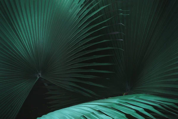 Hojas Palma Exóticas Color Tono Oscuro Fondo Natural Del Patrón — Foto de Stock