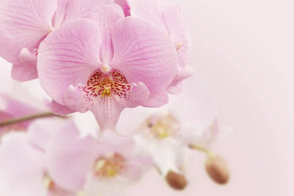 Fundo Floral Flores Rosa Florescendo Orquídea Phalaenopsis — Fotografia de Stock