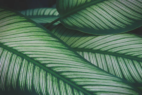 Folhas Tropicais Calathea Planta Padrão Natural Fundo — Fotografia de Stock