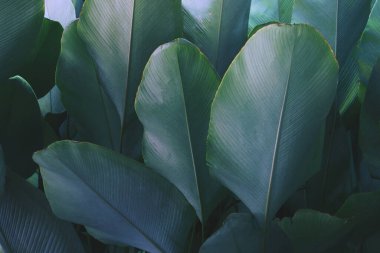 Calathea lutea tropikal yaprakları (Aubl.) Sol. Mey., Puro Calathea Bitkisi Mavi Ton Doğal Arkaplanda